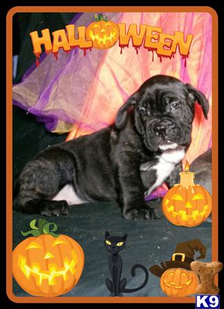 english bulldog puppy posted by heavenly fantasy bulldogs